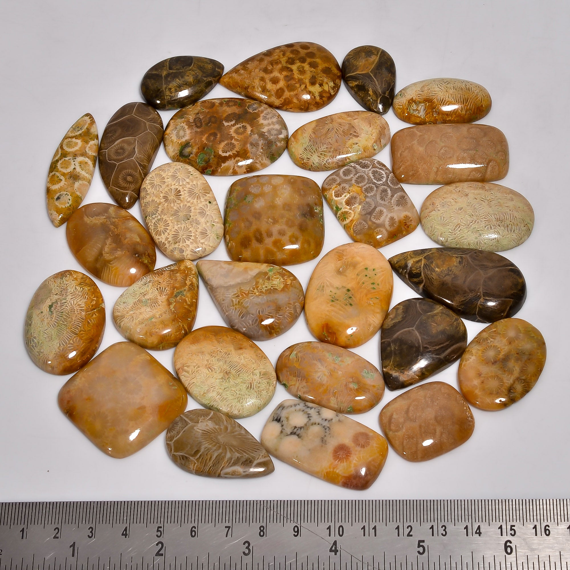Wholesale Fossil Coral Cabochons – Polished Gemstones for Craft & Jewelry
