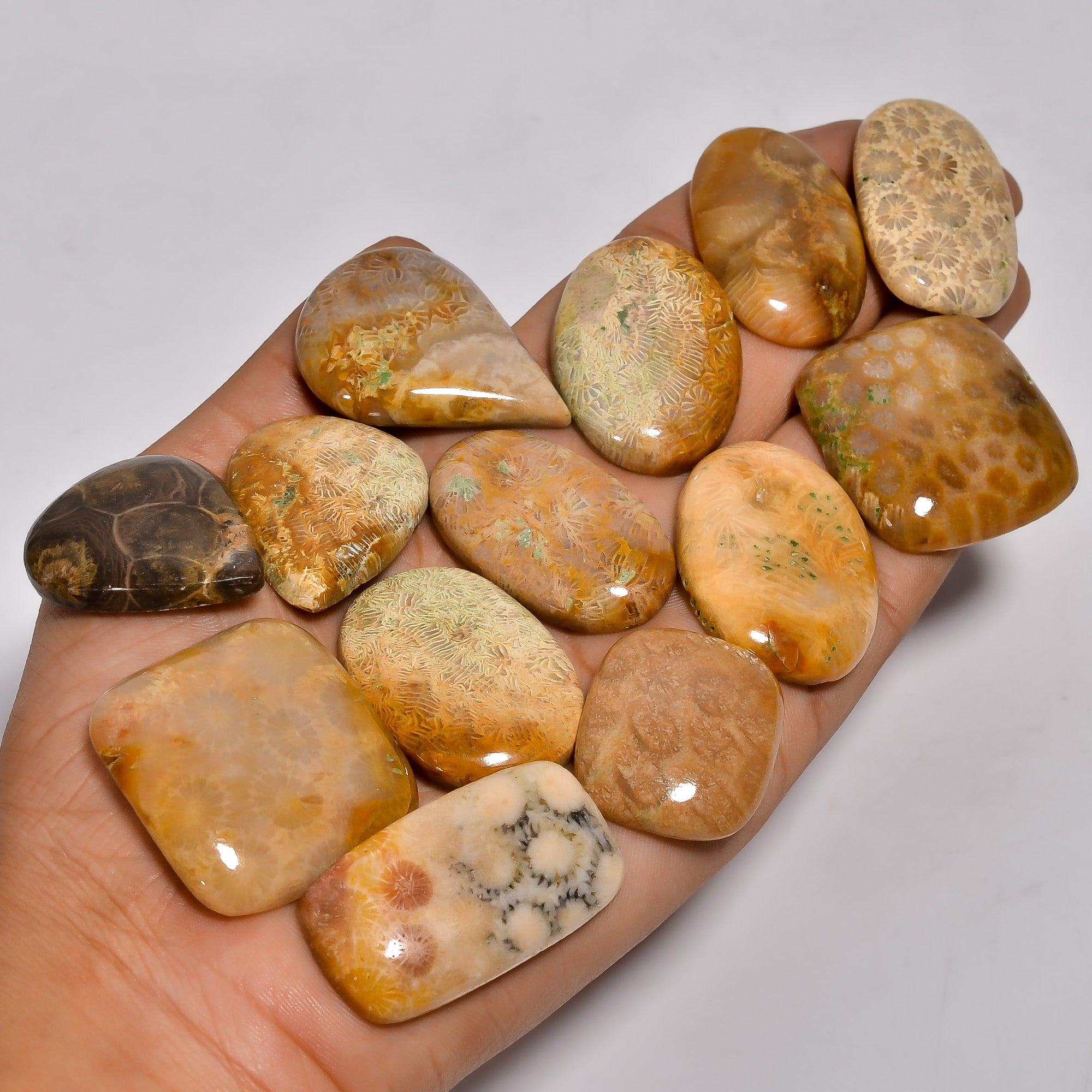 Wholesale Fossil Coral Cabochons – Polished Gemstones for Craft & Jewelry