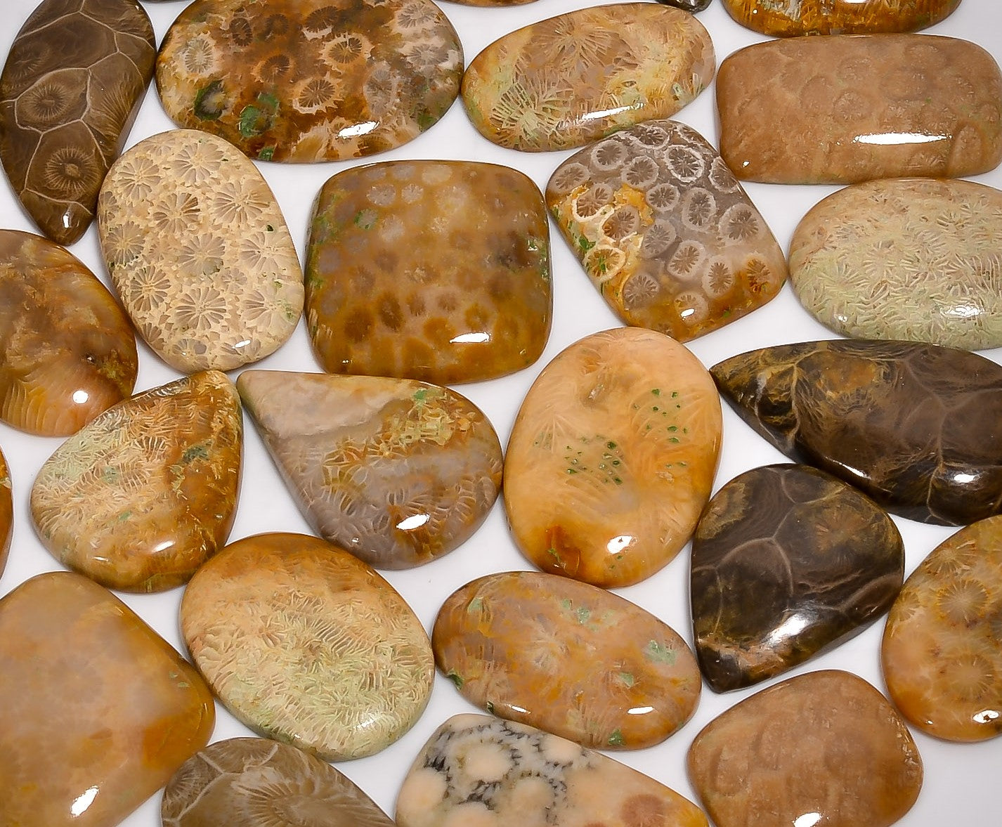 Wholesale Fossil Coral Cabochons – Polished Gemstones for Craft & Jewelry