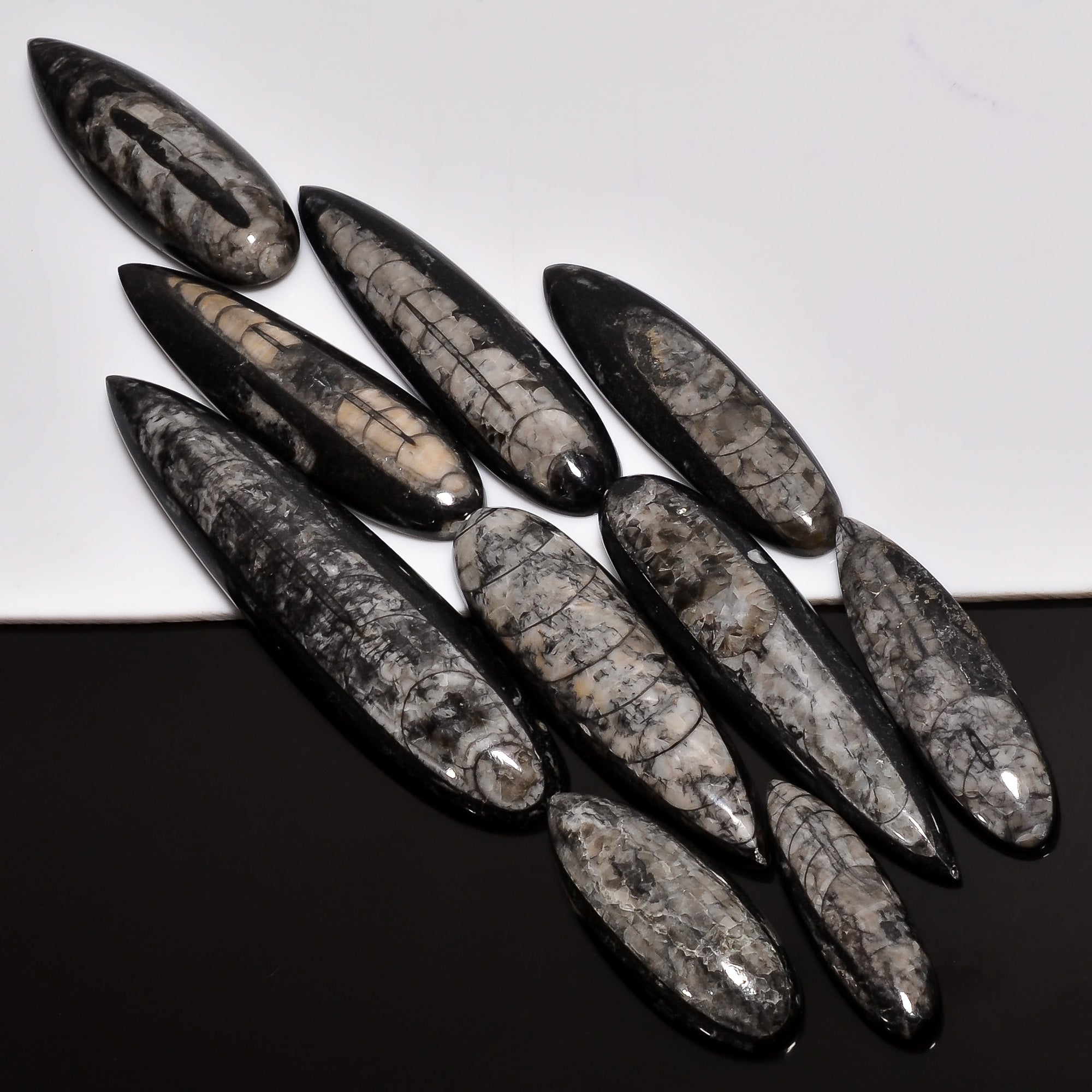 Healing Crystal Cabochons – Wholesale Natural Orthoceras Fossil Stones for Jewelry