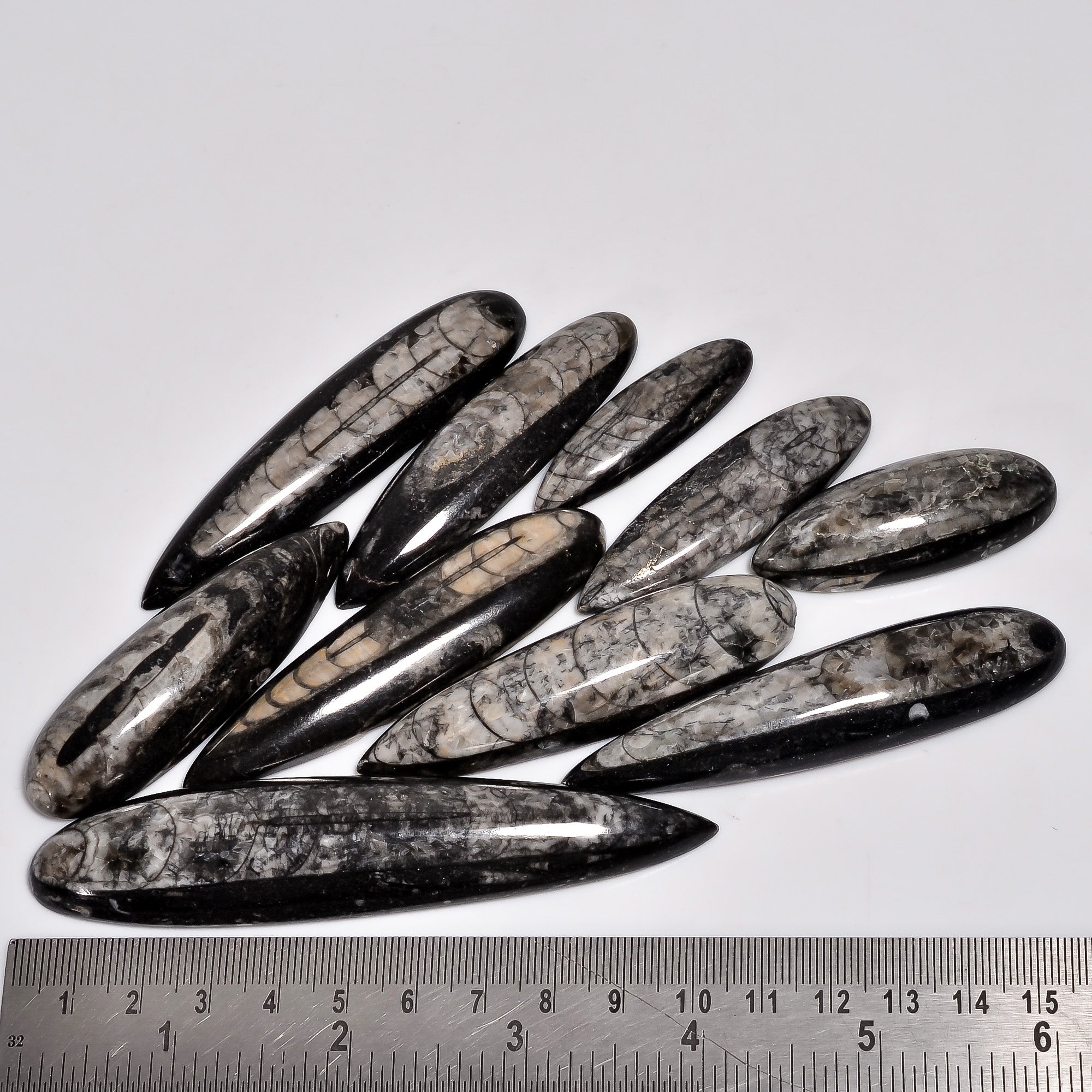 Healing Crystal Cabochons – Wholesale Natural Orthoceras Fossil Stones for Jewelry