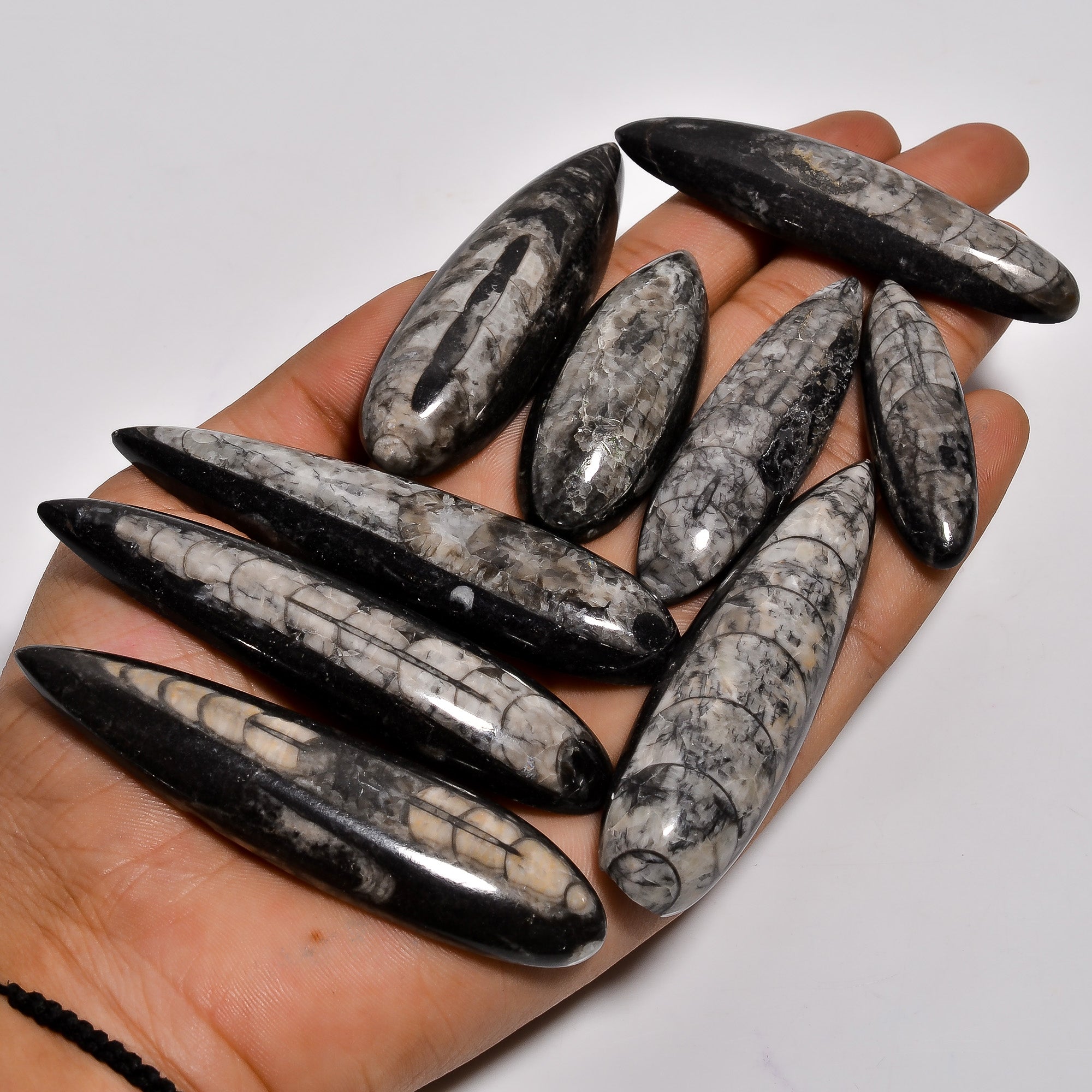 Healing Crystal Cabochons – Wholesale Natural Orthoceras Fossil Stones for Jewelry