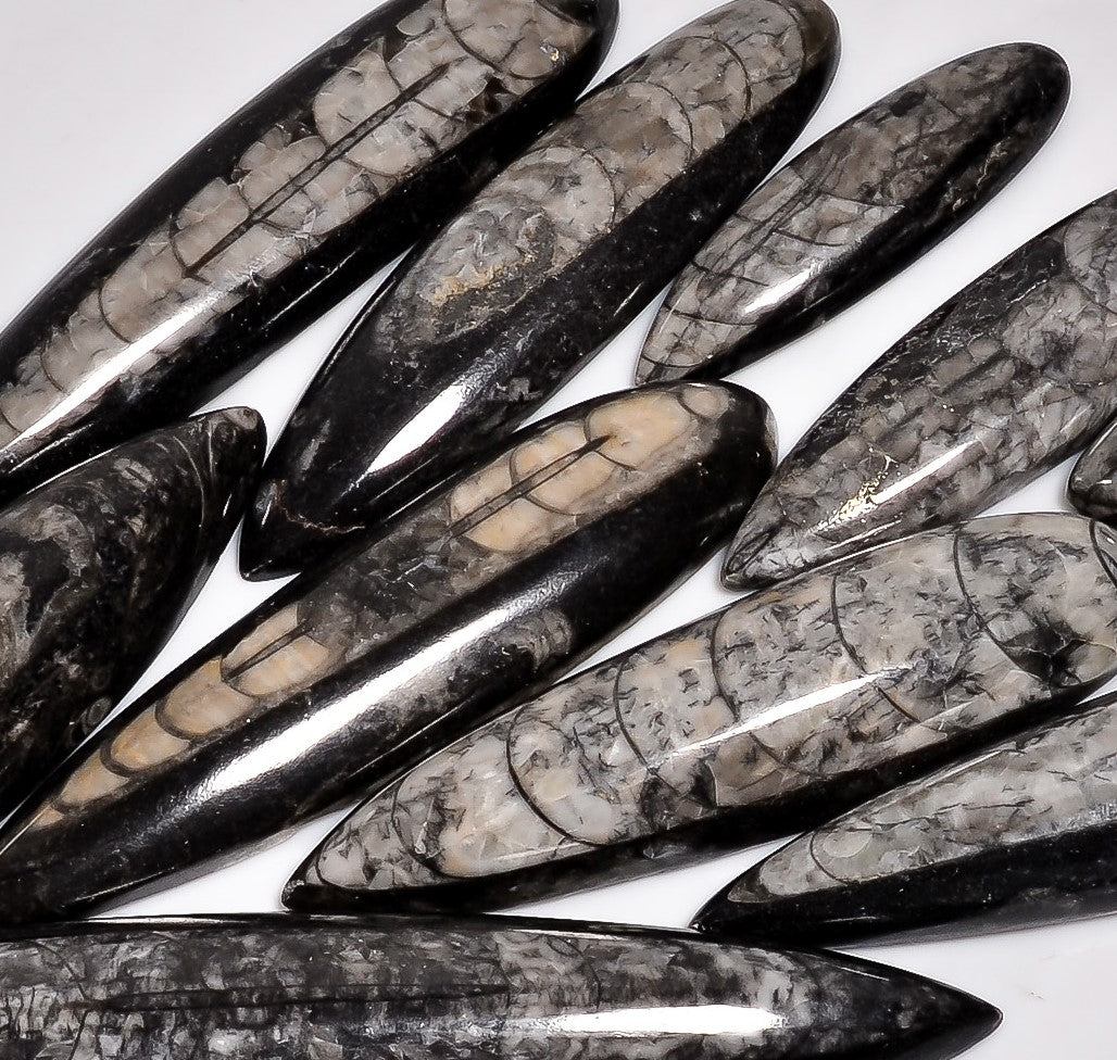Healing Crystal Cabochons – Wholesale Natural Orthoceras Fossil Stones for Jewelry