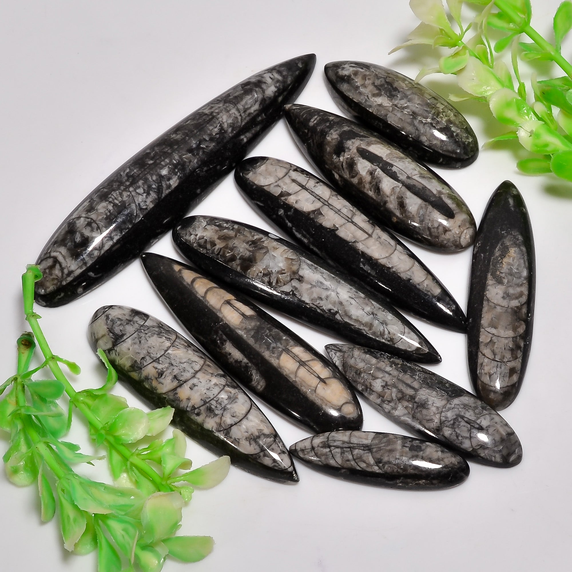 Healing Crystal Cabochons – Wholesale Natural Orthoceras Fossil Stones for Jewelry