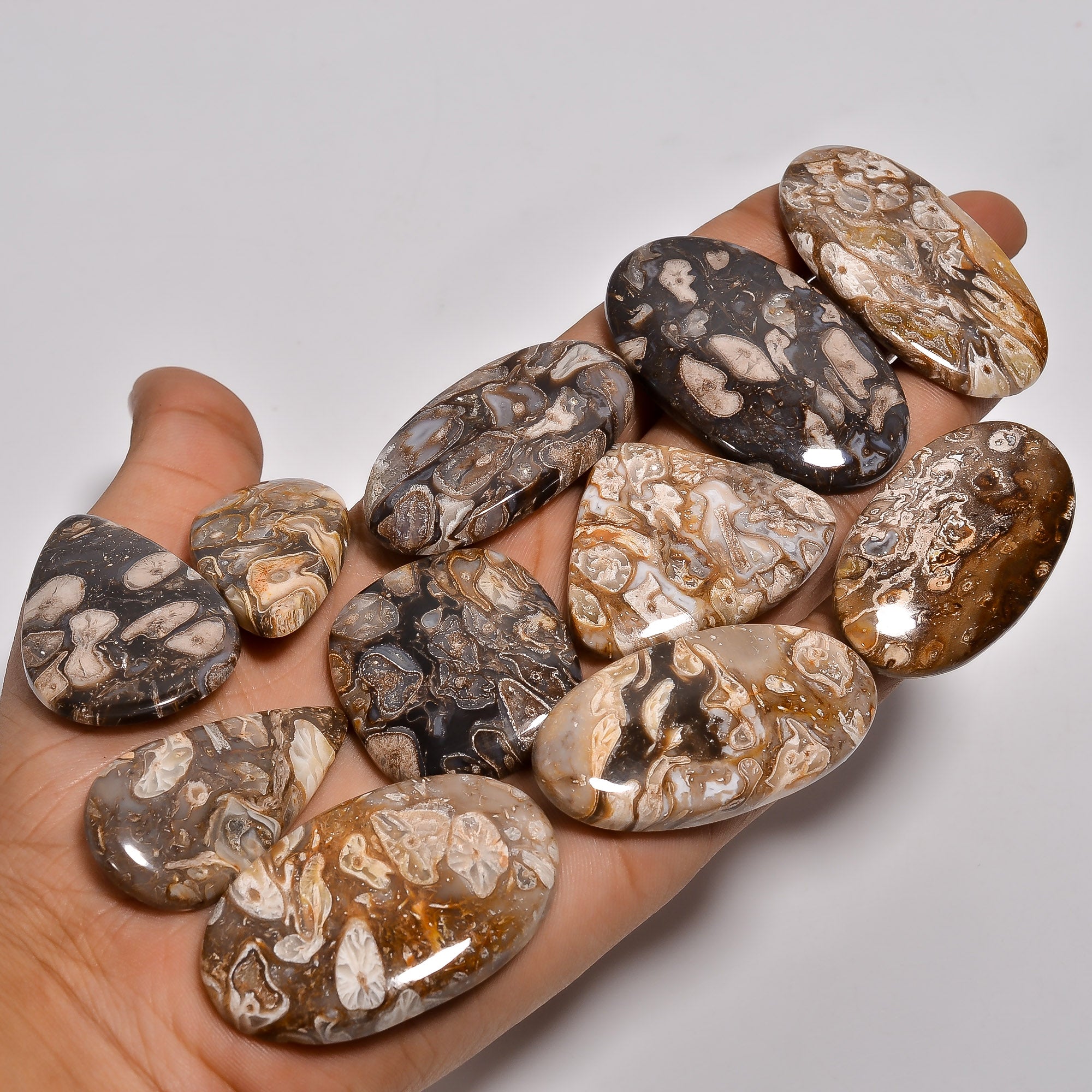 Peanut Wood Fossil Cabochon lot's - Direct From Manufacturer