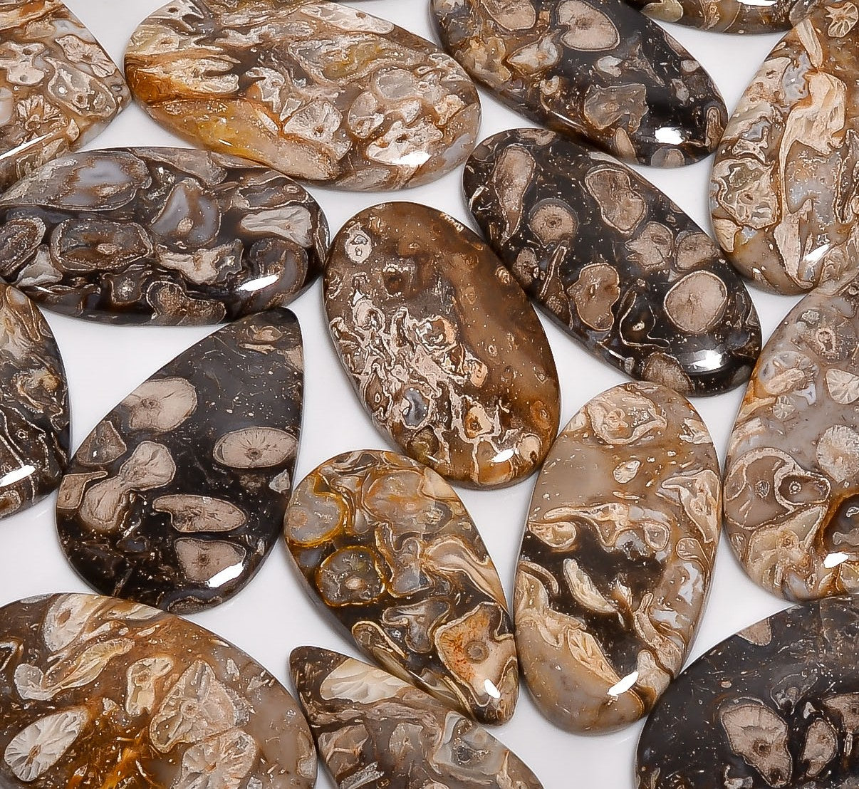 Peanut Wood Fossil Cabochon lot's - Direct From Manufacturer