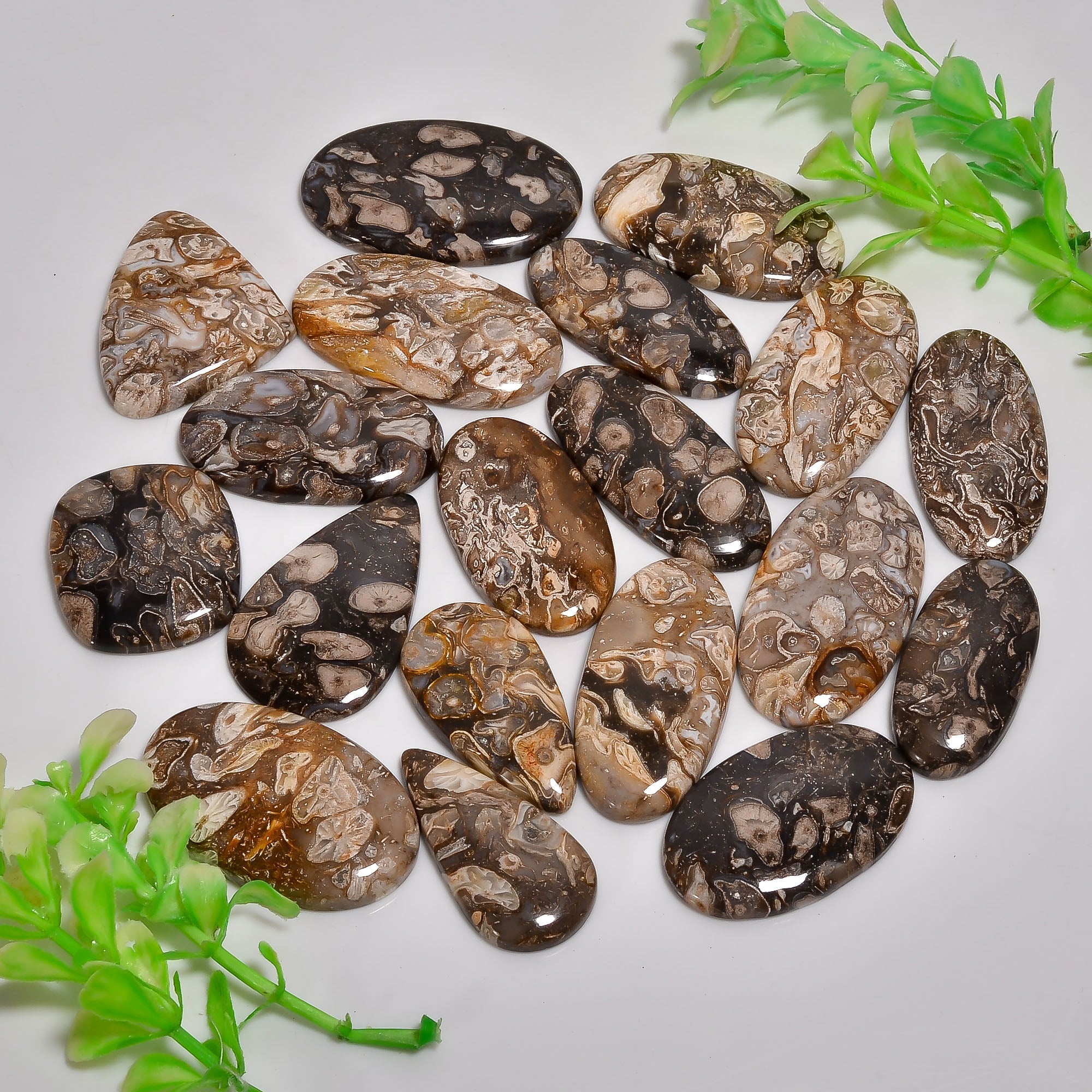 Peanut Wood Fossil Cabochon lot's - Direct From Manufacturer